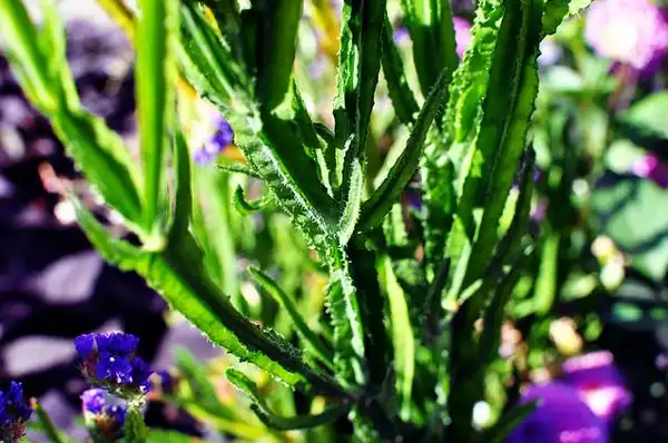 Photo of Limonium sinuatum - Stems and leaves:Azchael