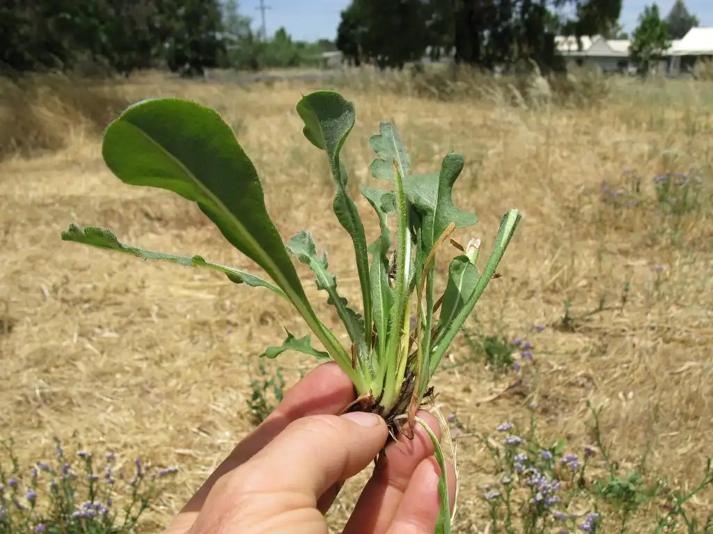 Photo of Limonium sinuatum - Leaves:Harry Rose