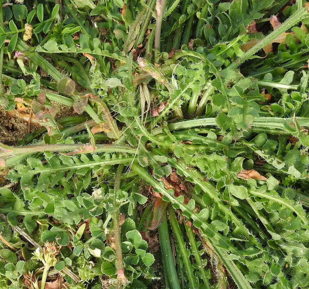 Photo of Limonium sinuatum - Stems and leaves:Robert Flogaus-Faust