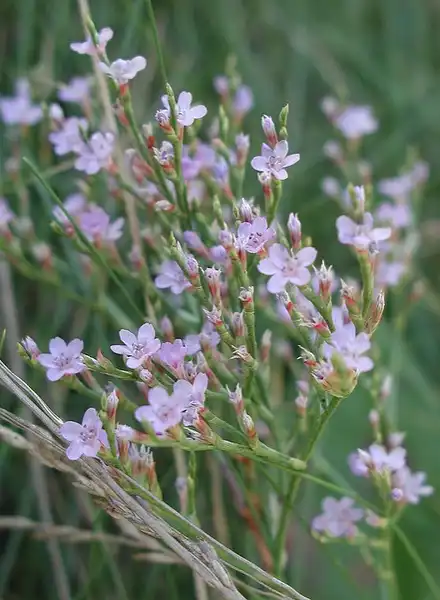 Foto de Limonium (Limoniums)