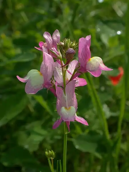 Foto de Linaria maroccana (Linaria maroccanas)