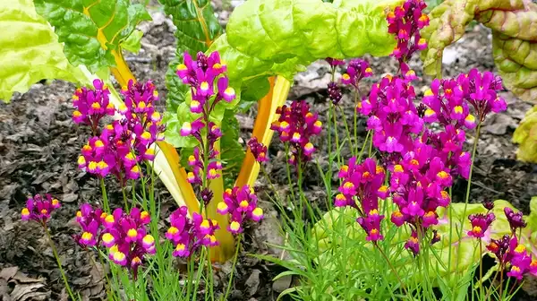 Foto de Linaria maroccana (Linaria maroccanas)