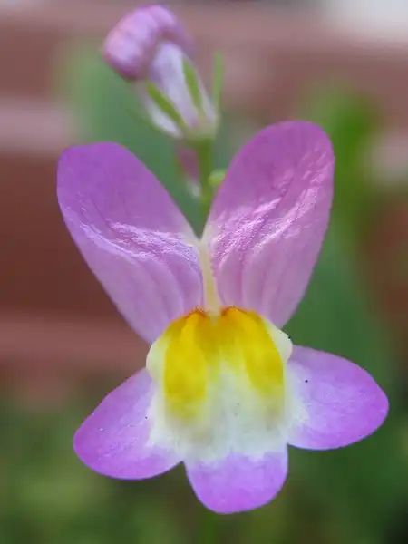 Foto de Linaria maroccana - Linaria maroccana:Ruth Hartnup