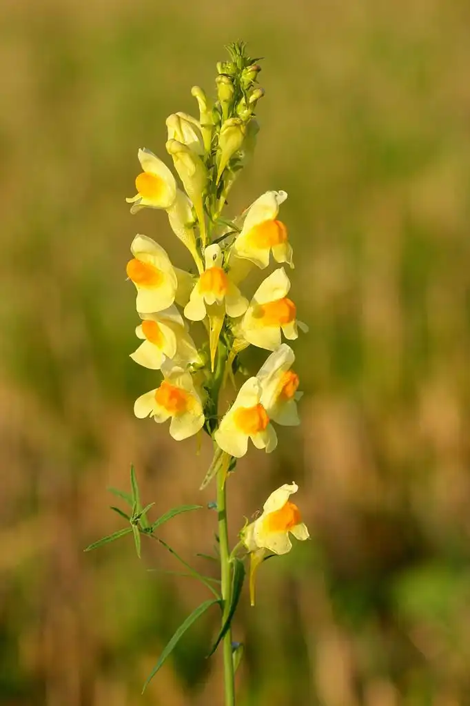Фото Linaria vulgaris (Linaria vulgariss)
