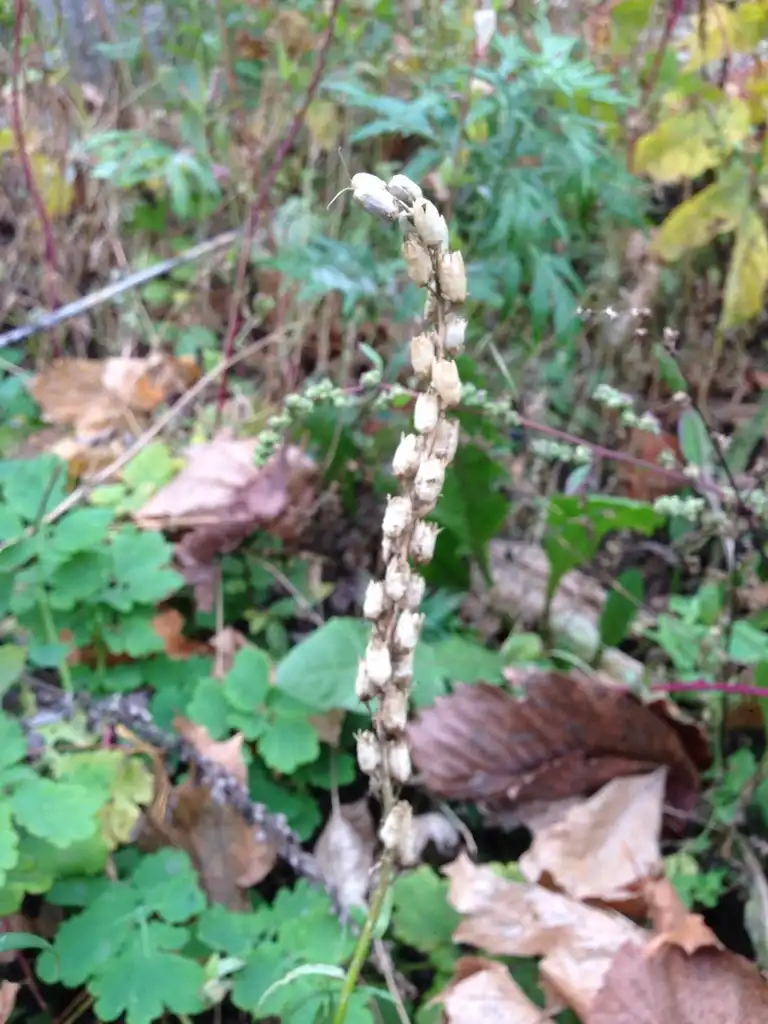 Фото Linaria vulgaris (Linaria vulgariss)
