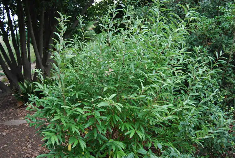 Foto de Lindera angustifolia (Lindera angustifolias)