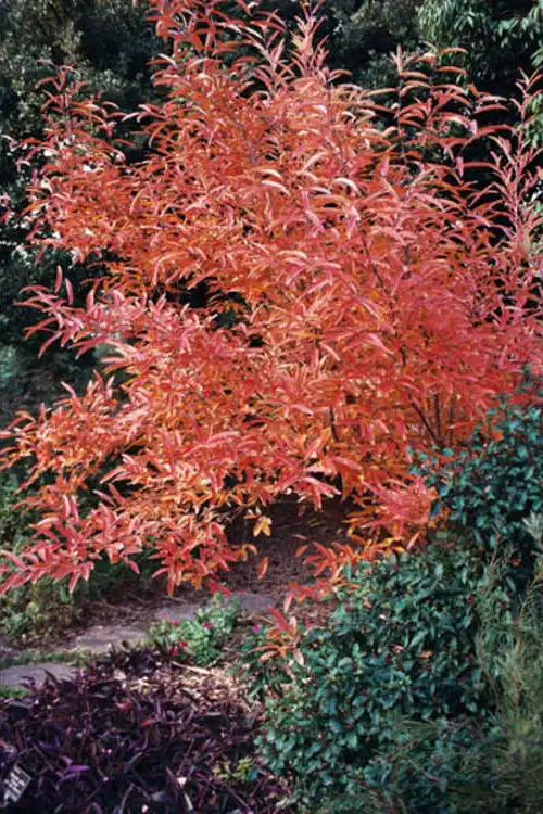 Foto de Lindera angustifolia (Lindera angustifolias)