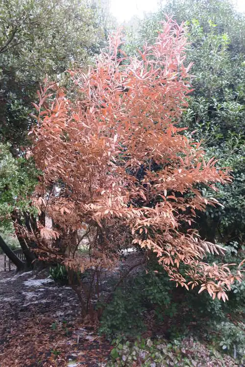Foto de Lindera angustifolia - Winter form: