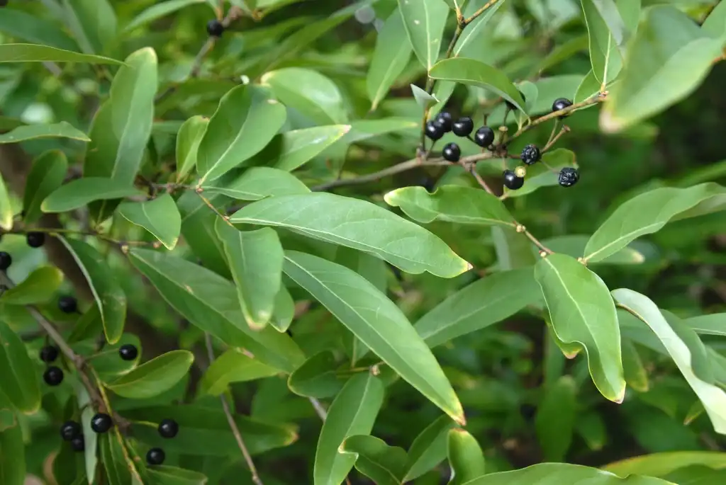 Foto de Lindera angustifolia - Fruit and Leaf:Jim Robbins