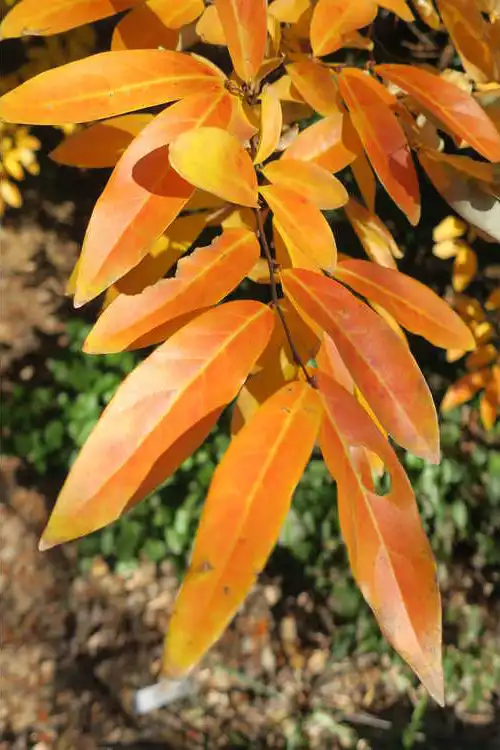 Foto de Lindera angustifolia - Leaves: