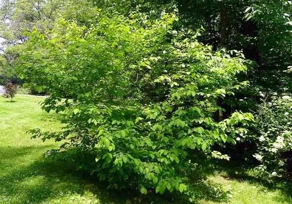 Photo of Lindera benzoin (Lindera benzoins)