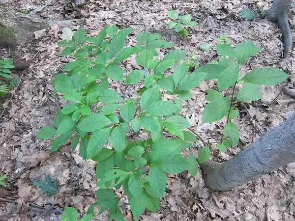 Photo of Lindera benzoin (Lindera benzoins)