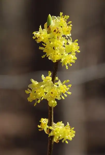 Photo of Lindera benzoin - Yellow flowers:Phillip Bouchard