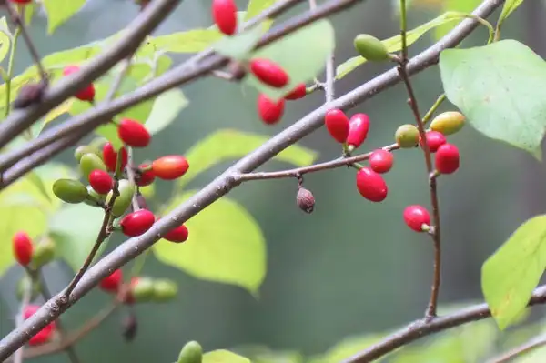 Photo of Lindera benzoin - Red fruits:Regina Kreger