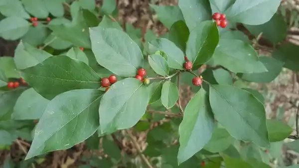 Photo of Lindera benzoin - Leaves and fruits:Lucy Bradley