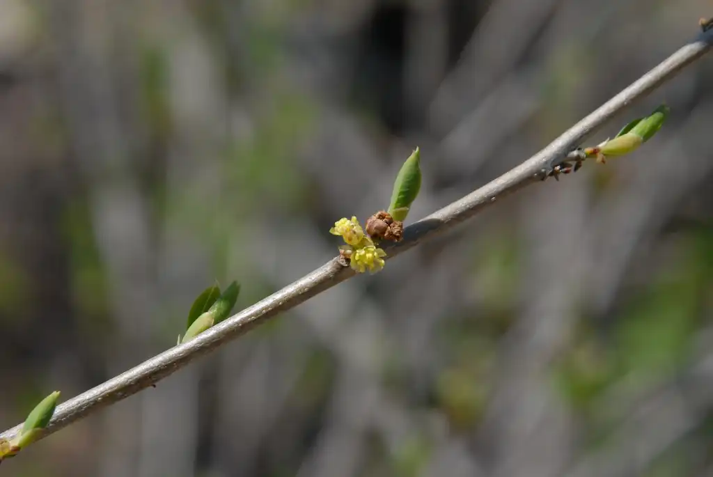 Photo of Lindera benzoin - Flower and Stem:Jim Robbins