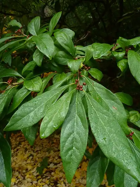 Фото Lindera erythrocarpa (Lindera erythrocarpas)