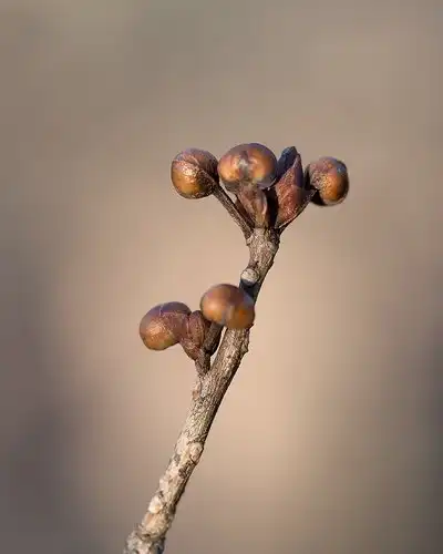 Фото Lindera erythrocarpa (Lindera erythrocarpas)