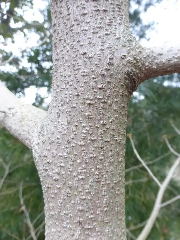 Фото Lindera erythrocarpa - Bark:Plant Image Library