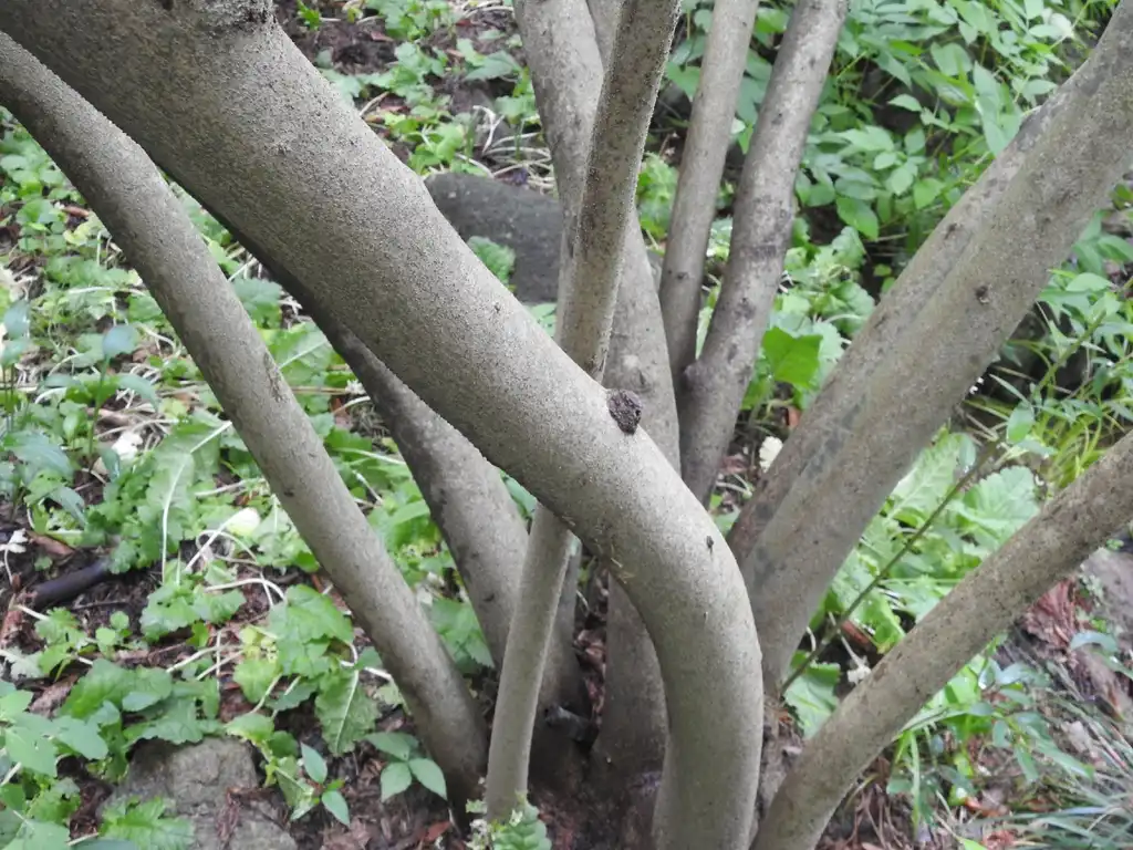 Foto de Lindera glauca var. salicifolia (Lindera glauca var. salicifolias)