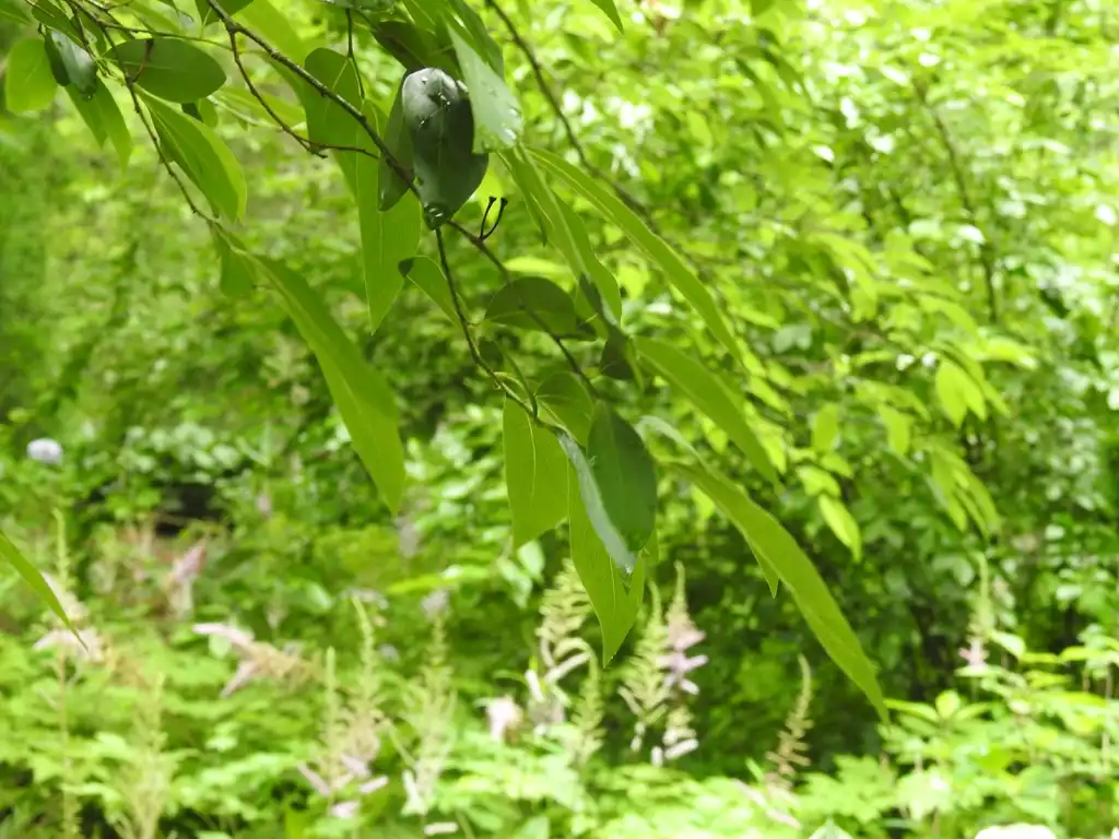 Foto de Lindera glauca var. salicifolia (Lindera glauca var. salicifolias)