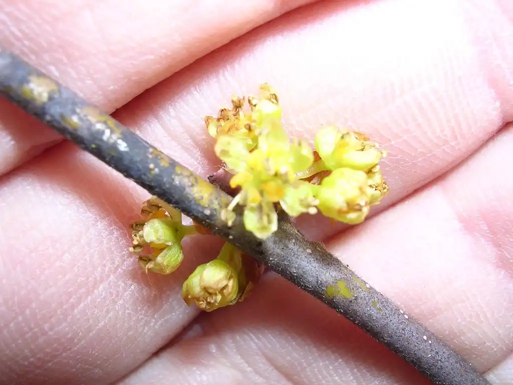 Photo of Lindera melissifolia (Lindera melissifolias)