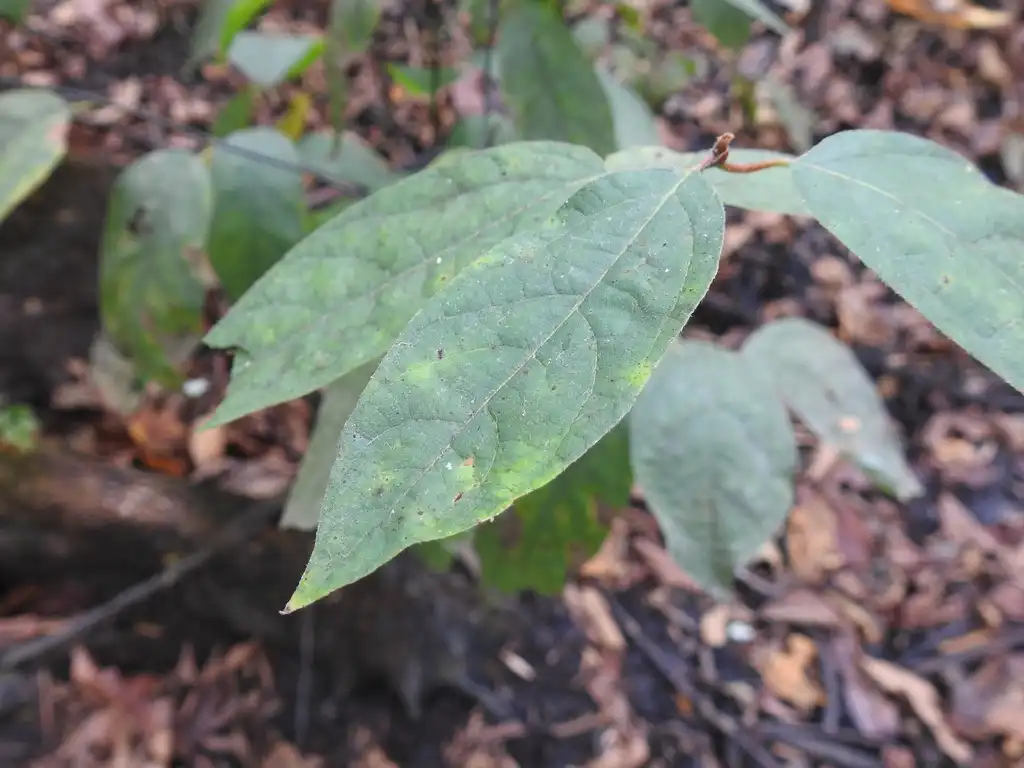 Photo of Lindera melissifolia - Leaves:David Hilgeman