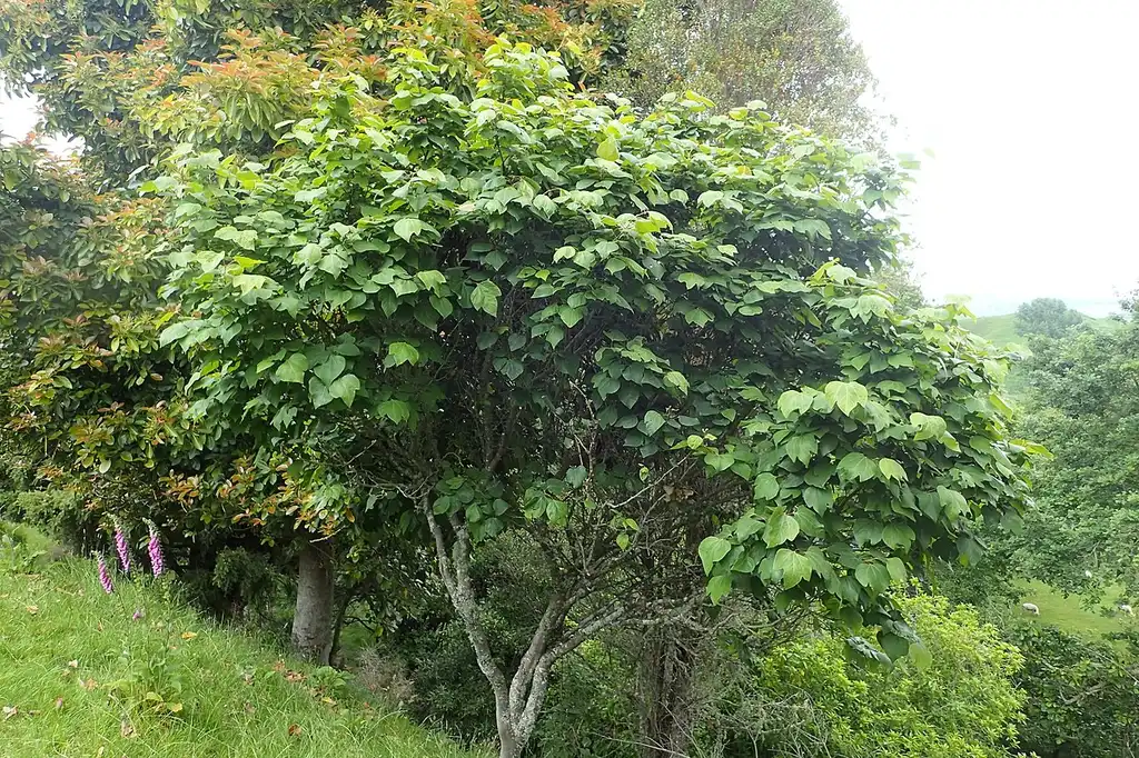 Photo of Lindera obtusiloba (Lindera obtusilobas)