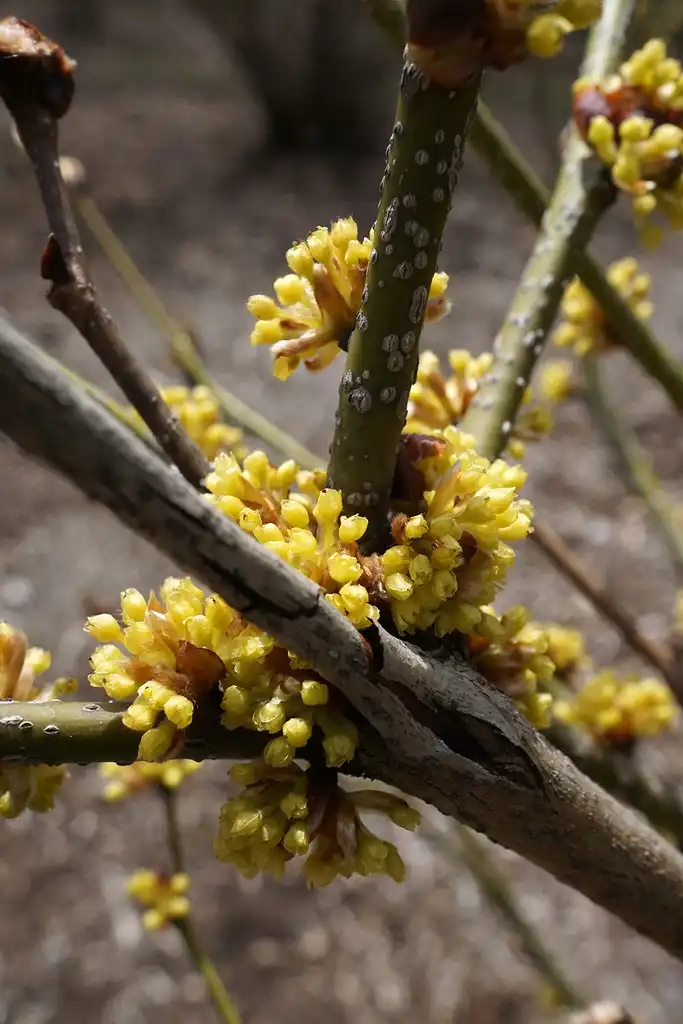 Photo of Lindera obtusiloba - Flowers:Plant Image Library