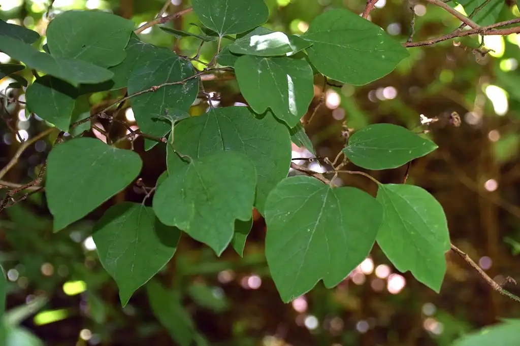 Photo of Lindera obtusiloba - Three leaf shapes:Krzysztof Golik