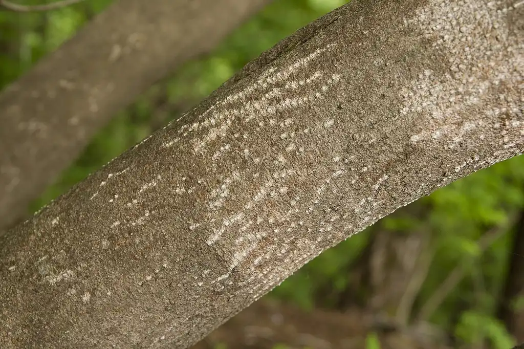 Photo of Lindera obtusiloba - Bark:Σ64