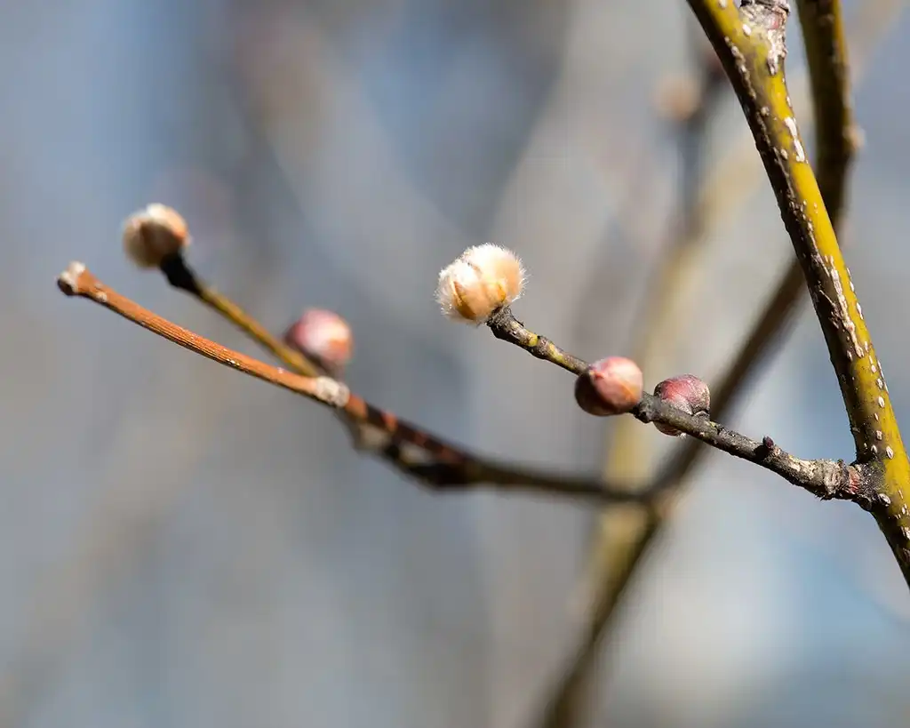 Photo of Lindera obtusiloba - Stem and buds:Plant Image Library