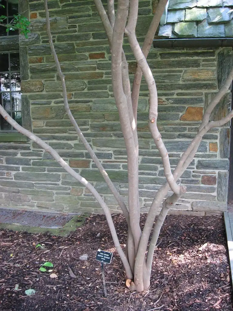 Photo of Lindera obtusiloba - Young tree in winter:Chhe