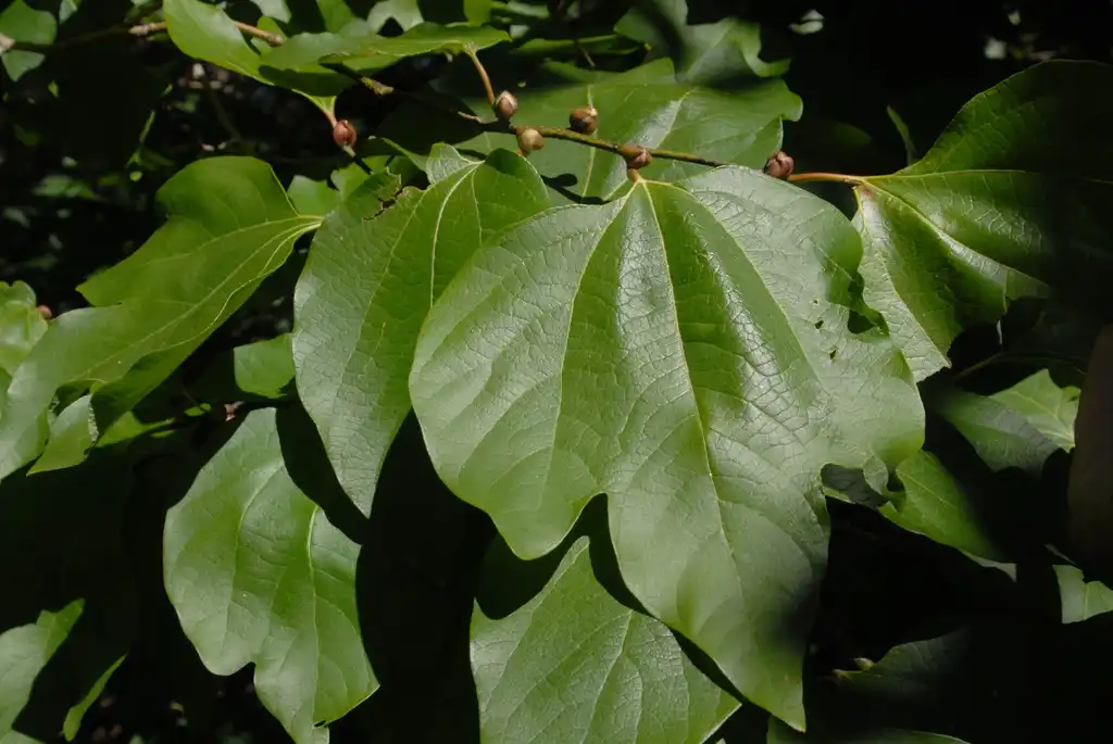 Photo of Lindera obtusiloba - Leaves and Bud:Jim Robbins