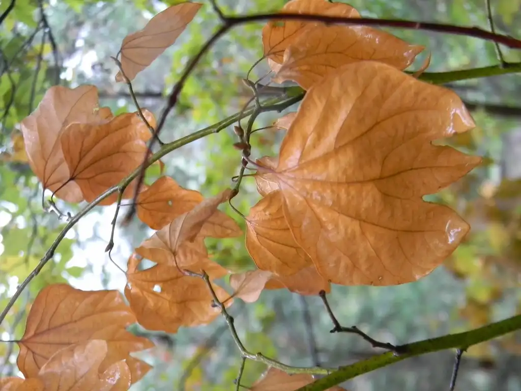 Photo of Lindera obtusiloba - Leaves (Buncombe County, NC)-Fall:Randy Harter