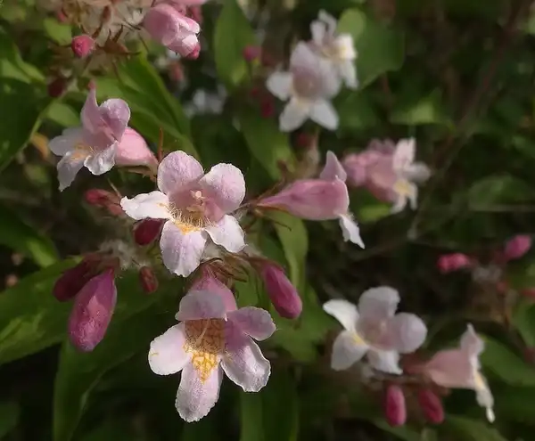 Фото Linnaea amabilis (Linnaea amabiliss)