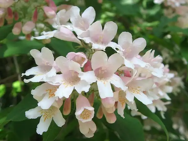 Фото Linnaea amabilis - Flower:beautifulcataya
