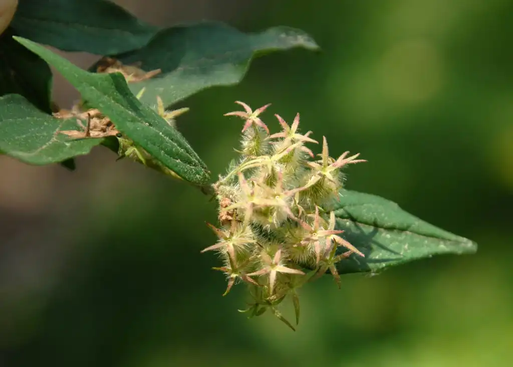 Фото Linnaea amabilis - Fruit (Biltmore, NC):Jim Robbins