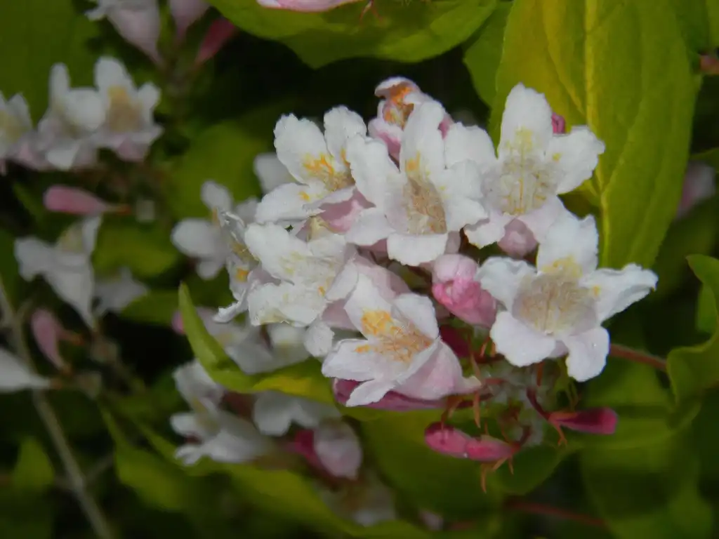 Фото Linnaea amabilis - 'Maradco' Flower (Buncombe County, NC):Randy Harter