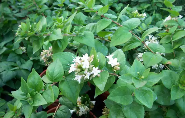 Foto de Linnaea chinensis (Linnaea chinensiss)