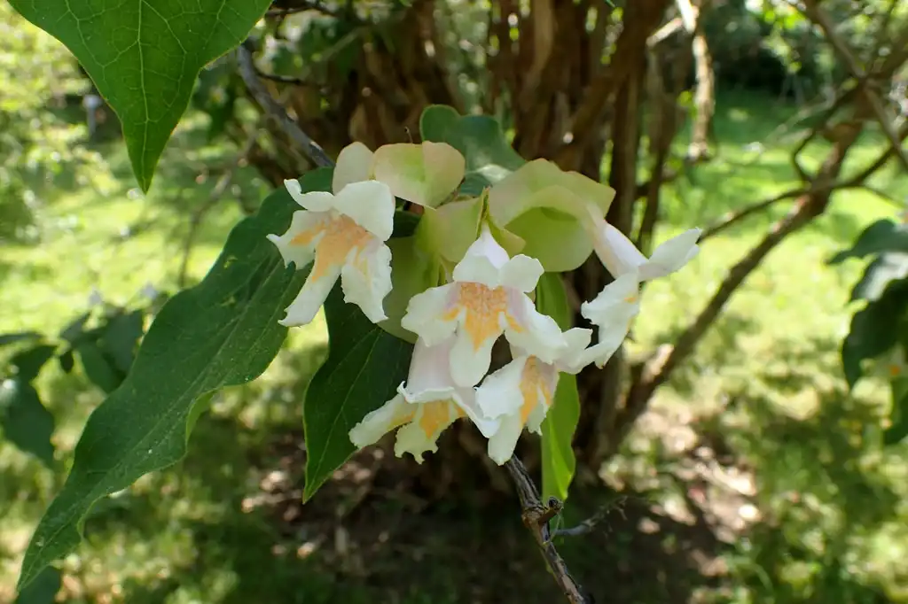 Фото Linnaea dipelta (Linnaea dipeltas)
