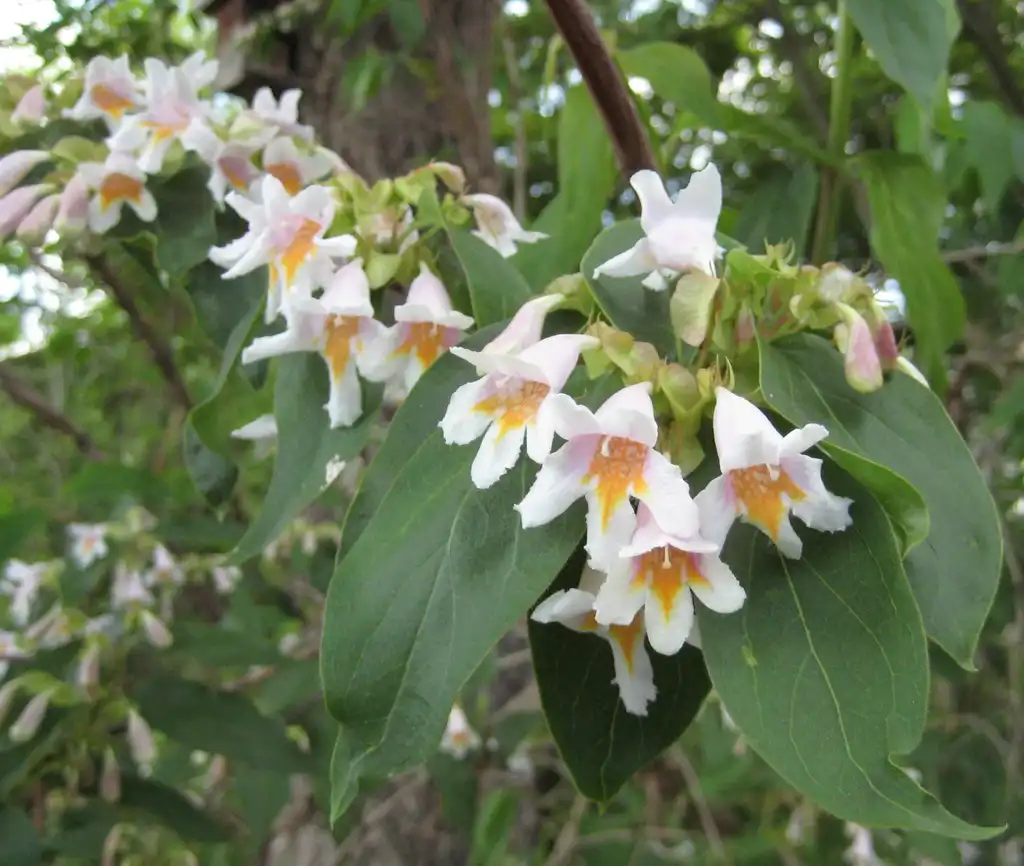 Фото Linnaea dipelta (Linnaea dipeltas)
