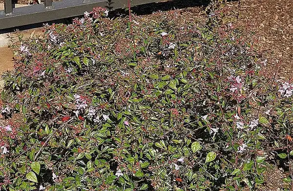 Photo of Linnaea x grandiflora 'Edward Goucher' (Linnaea x grandiflora 'Edward Goucher's)