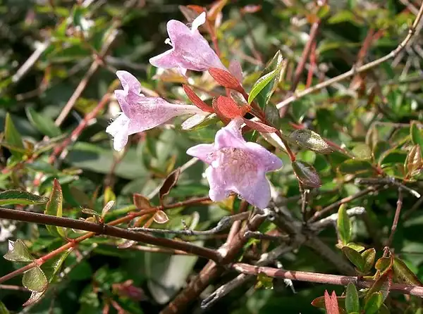 Photo of Linnaea x grandiflora 'Edward Goucher' (Linnaea x grandiflora 'Edward Goucher's)