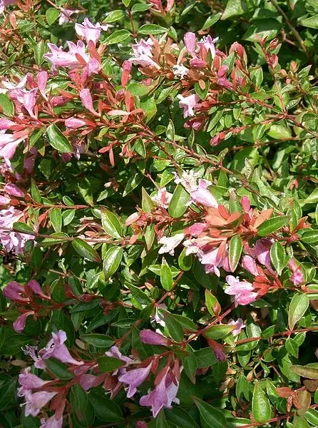 Photo of Linnaea x grandiflora 'Edward Goucher' - :KENPEI