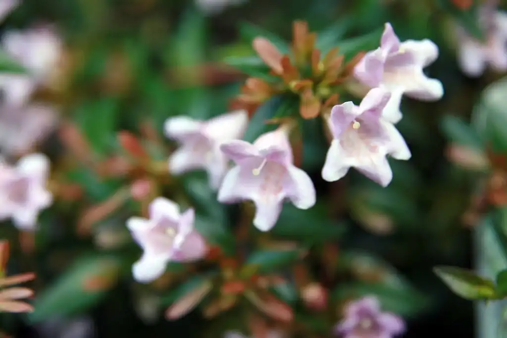 Photo of Linnaea x grandiflora 'Edward Goucher' - Linnaea × grandiflora 'Edward Goucher':David J.Stang