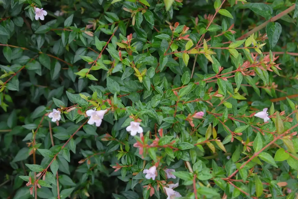 Photo of Linnaea x grandiflora 'Edward Goucher' - Flower and Leaves:Jim Robbins