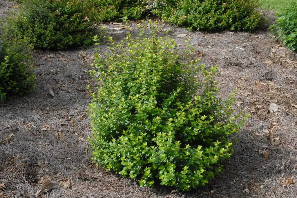 Photo of Linnaea x grandiflora 'Rose Creek' (Linnaea x grandiflora 'Rose Creek's)