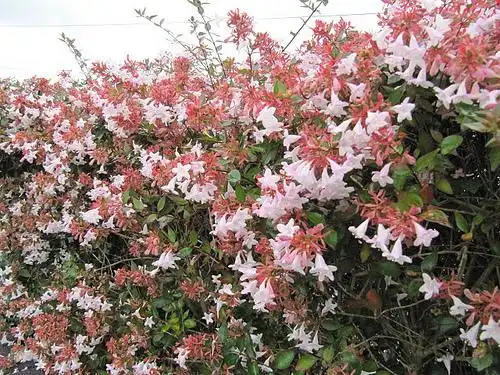 Photo of Linnaea x grandiflora (Linnaea x grandifloras)