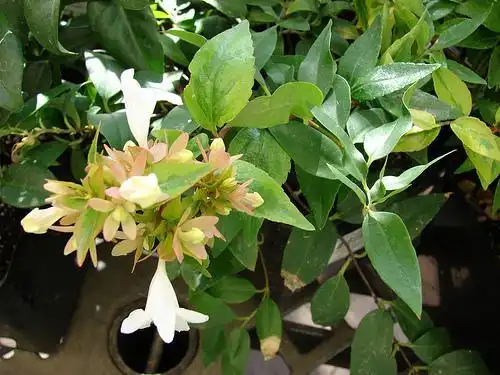 Photo of Linnaea x grandiflora (Linnaea x grandifloras)